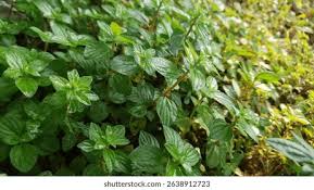 Image result for Pouzolzia parasitica