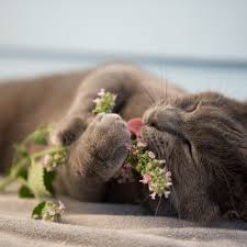 This special feature investigates these questions and more. Is It Unethical To Give Your Cat Catnip