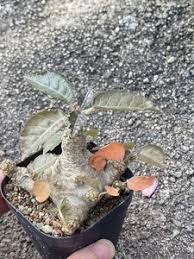 Image result for Dorstenia barnimiana