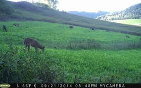 food plots critical evening deer feeding pattern