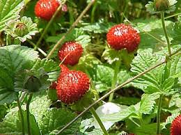 Image result for Duchesnea indica