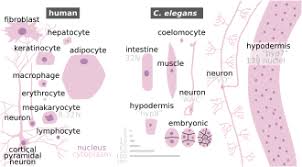 Image result for Monotes elegans