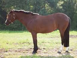 Easy Keeper Horses Smartpak Equine Health Library