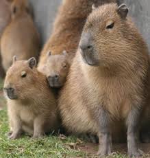 Capybara Family Kapibara Zhivotnye