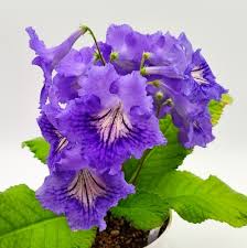 Image result for Streptocarpus eylesii