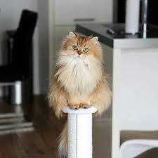 21 Begenme 1 Yorum Instagram Da Meallymarry Meallymarry By Smoothiethecat I Love This Cat Cats Beautiful Cats Cat Day