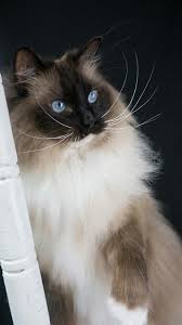 Available in san diego, ca, call us now, we offer bare kittens and hairless cat adoption. Bailey Ragdoll Cat Seal Point Mitted Cats And Kittens Siamese Cats Blue Point Cats