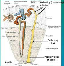 Duct Of Bellini Medical Studies Biology Notes Anatomy And Physiology