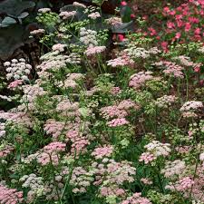 Image result for Pimpinella