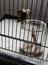 Keep Your Love Birds Cage Clean For Feeding Them Use A Jar Cage Cleaner Animal Projects Bird Toys