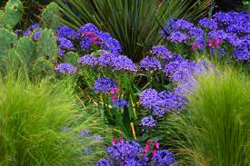 Image result for Scilla