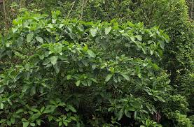 Image result for Voacanga africana