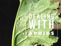 This breakthrough method of pest control works with the plant's own genes to kill specific microscopic worms, called nematodes, without harming any other insects, birds. All About Aphids And How To Kill Them Gardening Channel
