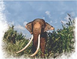 (an african elephant's ears resemble the continent of africa.) nationalgeographic.com Asia S Great Tuskers See Their Last Days Asian Geographic Magazines