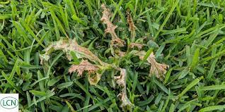 Does fertilizer help kill weeds? How To Manage Weeds In Your Lawn Milorganite