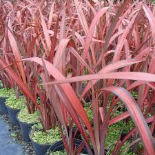 Image result for Phormium