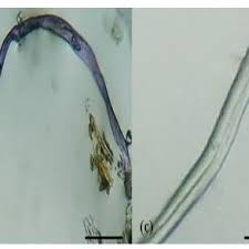 Image result for Gymnosporia oxycarpa