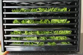Crispy Kale Chip Recipe Dehydrated Or Oven Family Food Garden Recipe Kale Chip Recipes Kale Chips Dehydrated Kale Chips