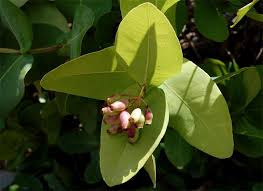 Image result for Syzygium cordatum