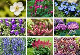 We did not find results for: 101 Perennials That Do Well In Shade A To Z Flowers Perennials Part Shade Perennials Shade Perennials