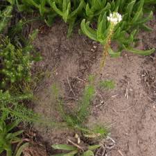 Image result for Hebenstretia