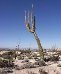 Image result for Exochaenium baumianum