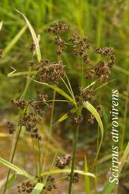 Image result for Pteris atrovirens