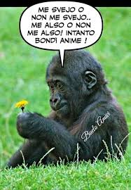 Pin Su Animali