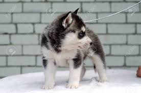 A siberian husky puppy : Photo Of A Black And White Siberian Husky Puppy Stock Photo Picture And Royalty Free Image Image 149309957