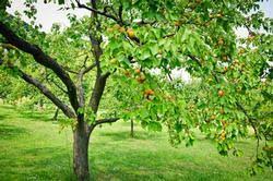 Image result for Prunus armeniaca