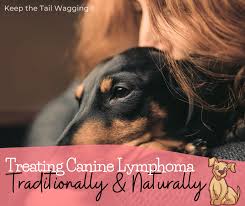 How long do mixed breed dogs live? Treating Canine Lymphoma Traditionally And Naturally Keep The Tail Wagging