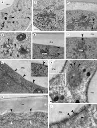 Place cells on a microscope slide. Https Www Mpipz Mpg De 5143385 Neumann Annals Botany 2020 Pdf