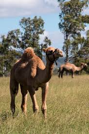 How Much Does A Camel Cost? - Refarmingbase.Com