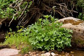 Image result for Apium graveolens