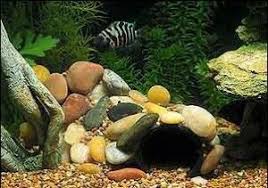 Pin By Samantha Martin On Aquarium Diy Aquarium Fish Tank Design Aquarium Decorations