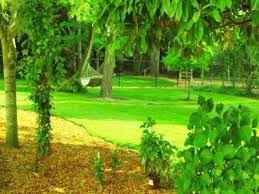 Check spelling or type a new query. Cedar Playground Wood Chips Best Buy In Town