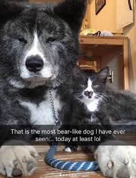 Animal Snaps Cute Dog Memes Animals Funny Animal Memes