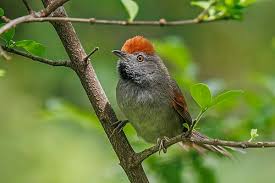 Image result for Sacciolepis spiciformis