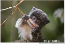 5 out of 5 stars. Cute Baby Emperor Tamarin Saguinus Imperator Poster Pixers We Live To Change