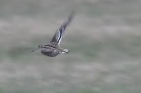 Angaben zur Beobachtung