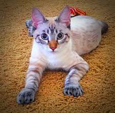 And you've probably also wondered, what's the cost? How Much To Charge For Dog Sitting Arxiusarquitectura