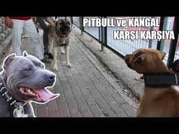 Pitbull Ve Kangal Karsi Karsiya Pitbull Kangal Ve Alman Kurdu Efsane Kopek Irklari Strongest Dogs Youtube