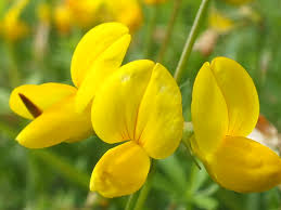 Denn gerade wiesenklee bleibt im gegensatz zu hornklee oft recht niedrig und bildet wahre blütenteppiche. Blutenessenz Hornklee Lotus Campylocladus