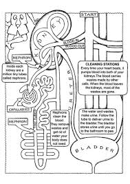 The Brain Anatomy Coloring Page 8211 Anatomy Coloring Coloring Kids The Brain Anatomy Coloring Page En 2020 Ensenanza Biologia Fisiologia Ensenanza Creativa