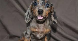 (s kennels doxies is a texas licensed breeder, offering akc miniature dachshund puppies for sale, along with a few tweenie litters, and an occasional standard litter. Miniature Dapple Dachshund Puppies For Sale In Texas