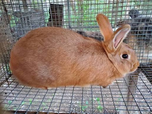 New Zealand Red rabbit breed