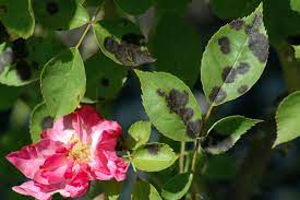 Some ingredients, such as the patented seaweed extract in some of safer ® brand garden fungicides, actively increase a plant's resistance to disease because it is a root growth stimulator, controlling many types of plant pathogens. Rose Rosa Spp And Hybrids Black Spot Pacific Northwest Pest Management Handbooks