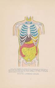 Antique Internal Organs Anatomy Illustration Chart 1897