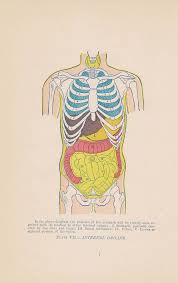 antique internal organs anatomy illustration chart 1897