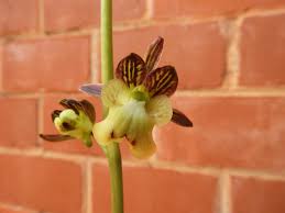 Image result for Oeceoclades saundersiana